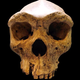 Imagen para el artículo titulado La historia del origen de la humanidad se complica aún más